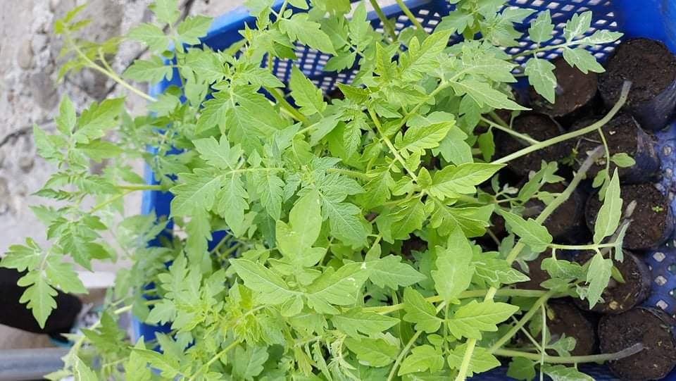 Kamatis Seedlings Distribution 